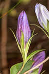 Catesby's gentian